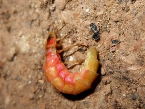 Lampyris sardiniae?